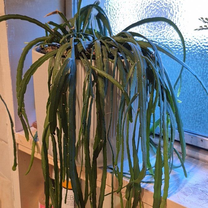 Photo of the plant species Forest Cactus by @AbleDamascisa51 named Rihanna on Greg, the plant care app