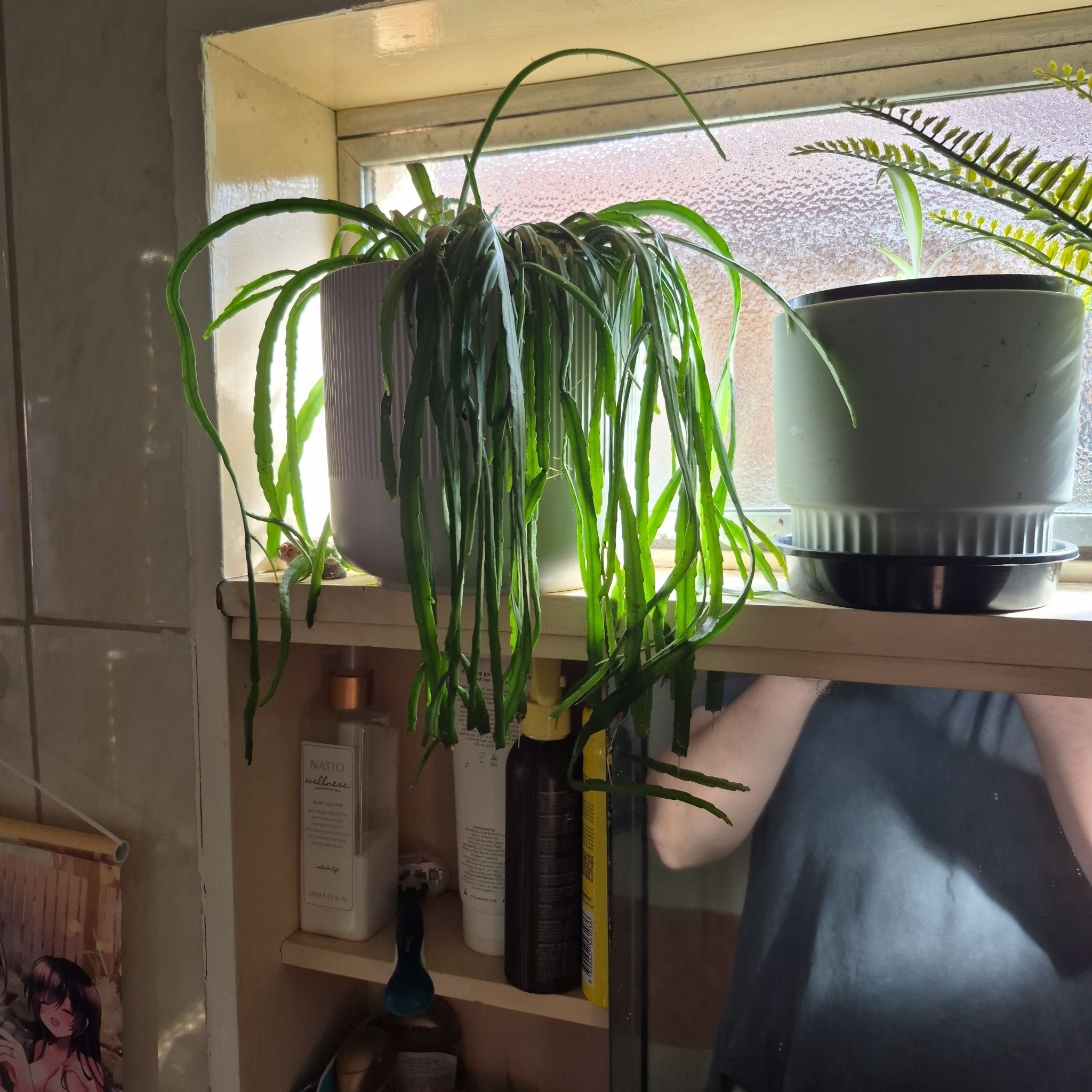 Photo of the plant species Forest Cactus by @AbleDamascisa51 named Rihanna on Greg, the plant care app