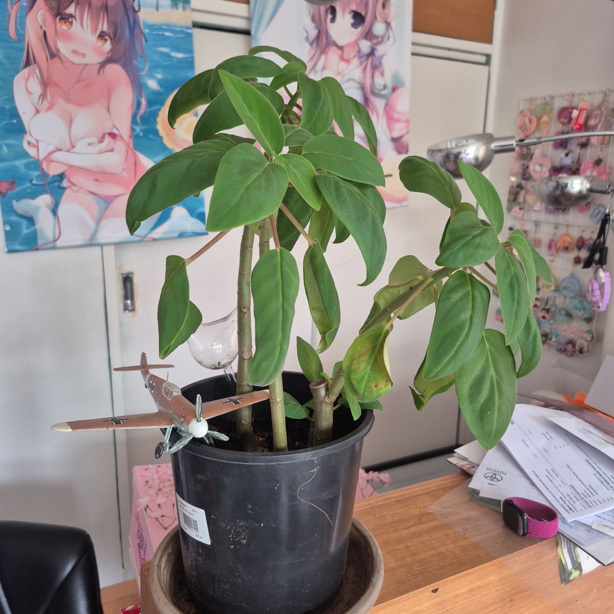 Photo of the plant species Peperomia vegana by @AbleDamascisa51 named Treeyoncé on Greg, the plant care app