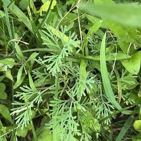 Photo of the plant species California Poppy by @AssuredRedfir73 named Winston on Greg, the plant care app