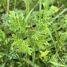 Photo of the plant species Fernleaf Lavender by @AssuredRedfir73 named Miley on Greg, the plant care app