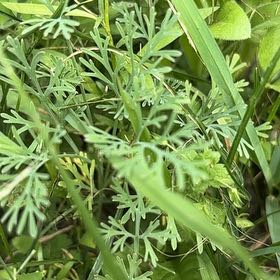Photo of the plant species California Poppy by @AssuredRedfir73 named Michelle Branch on Greg, the plant care app