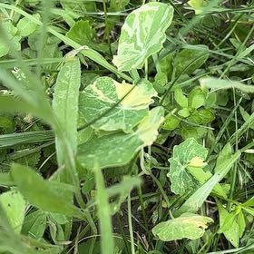 Photo of the plant species Peas by @AssuredRedfir73 named Terra on Greg, the plant care app