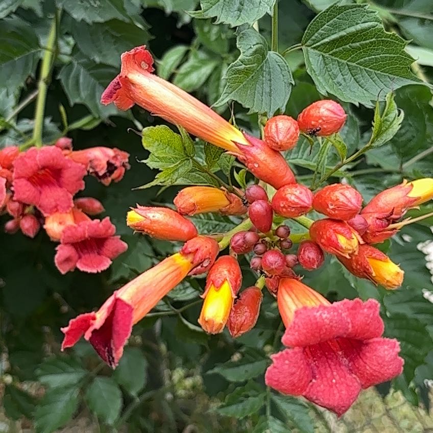 Photo of the plant species Hummingbird Vine by @AssuredRedfir73 named Captain Plant-it on Greg, the plant care app