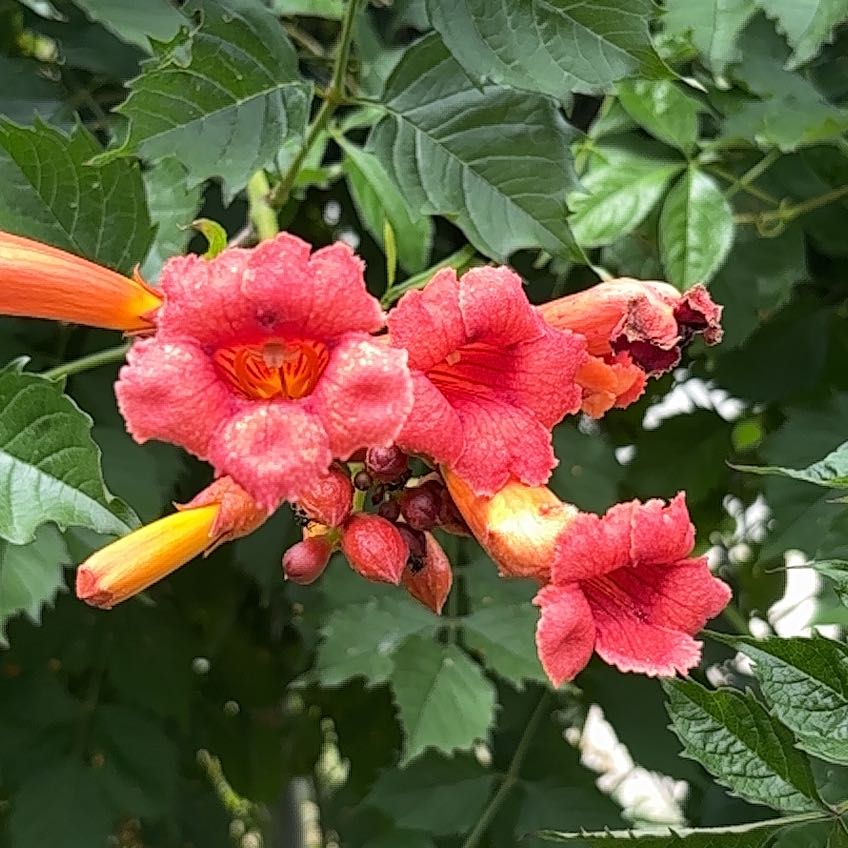 Photo of the plant species Hummingbird Vine by @AssuredRedfir73 named Surya on Greg, the plant care app