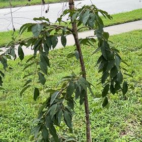 Photo of the plant species Sweet Cherry by @LeadPinetree11 named Aristotle on Greg, the plant care app