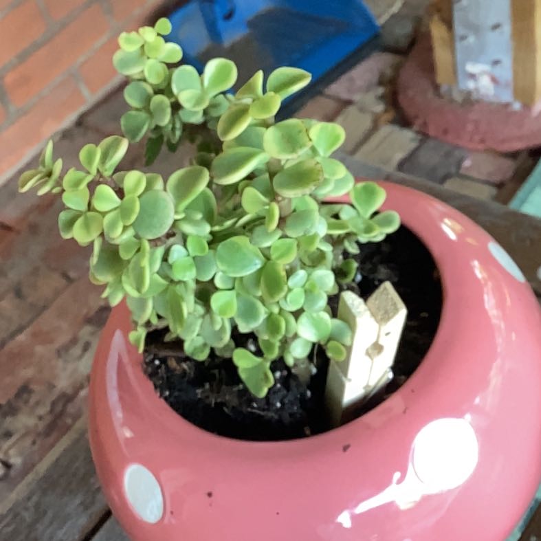 Photo of the plant species Portulacaria afra 'Jubilee' by @LoyalIronweed29 named Surya on Greg, the plant care app