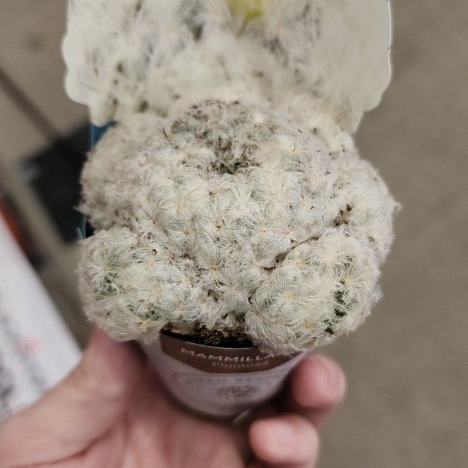 Photo of the plant species Feather Cactus by @PrimalAvocado98 named Bourbon Peach on Greg, the plant care app