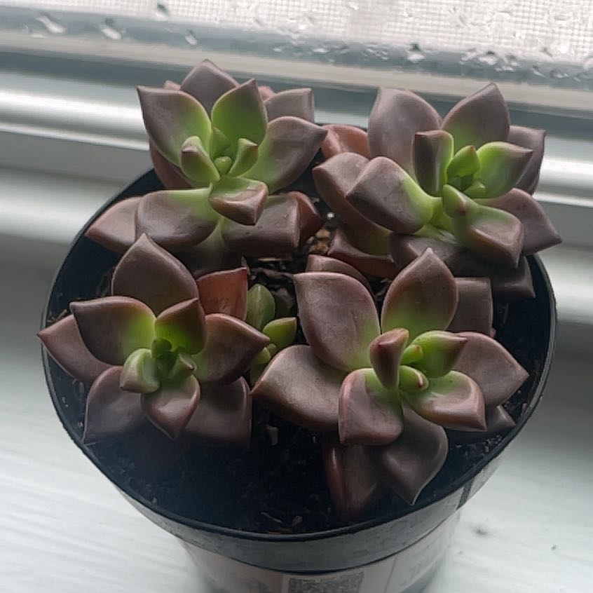 Photo of the plant species Graptosedum 'Vera Higgins' by @DandyWaxplant34 named Sage on Greg, the plant care app