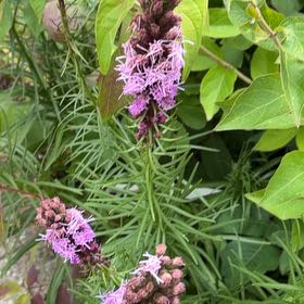 Photo of the plant species Dense Blazing Star by @SightlyLilac59 named Navajo on Greg, the plant care app