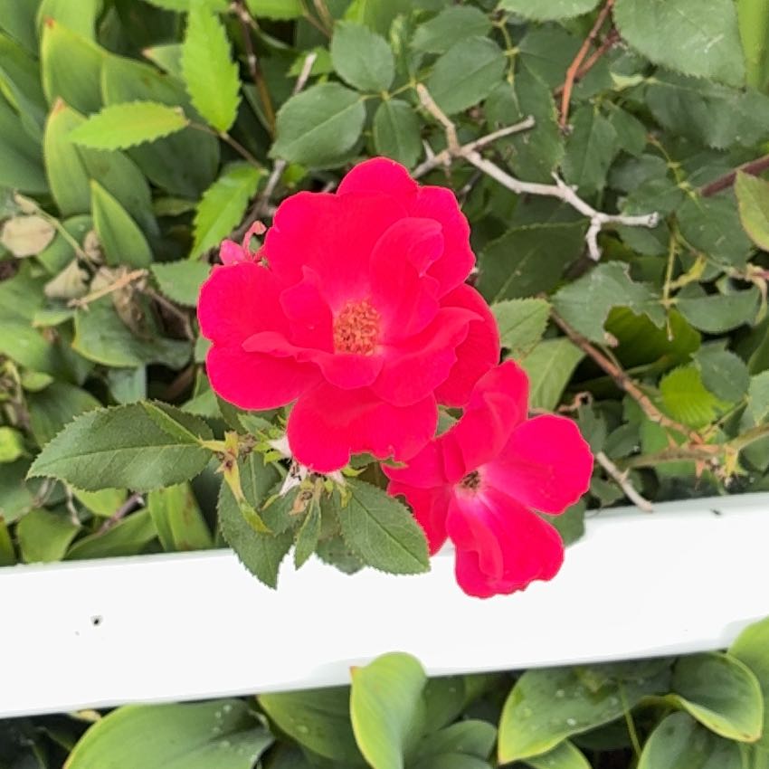 Photo of the plant species French Rose by @SightlyLilac59 named Kendall on Greg, the plant care app