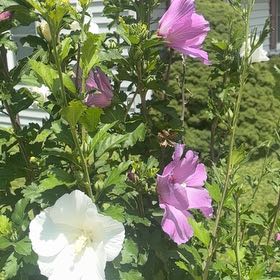 Photo of the plant species Korean Rose by @SightlyLilac59 named Sherlock on Greg, the plant care app