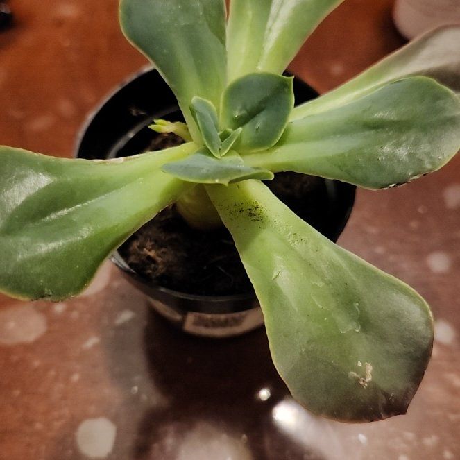 Photo of the plant species Echeveria 'Eliza' by @PoshJuniper2 named Bodhi on Greg, the plant care app