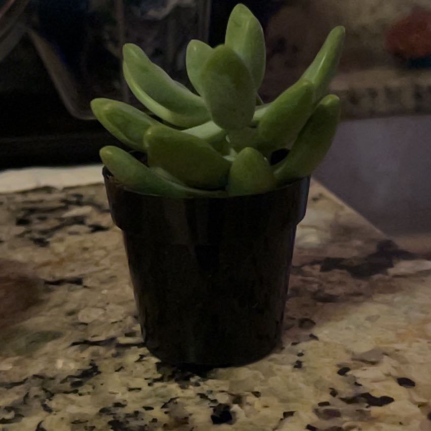 Photo of the plant species Succulent by @YesDewberry13 named Do on Greg, the plant care app