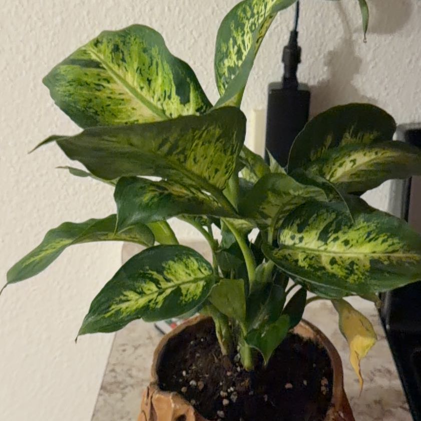 Photo of the plant species Foilage Plant by @FitBetel72 named Xena on Greg, the plant care app