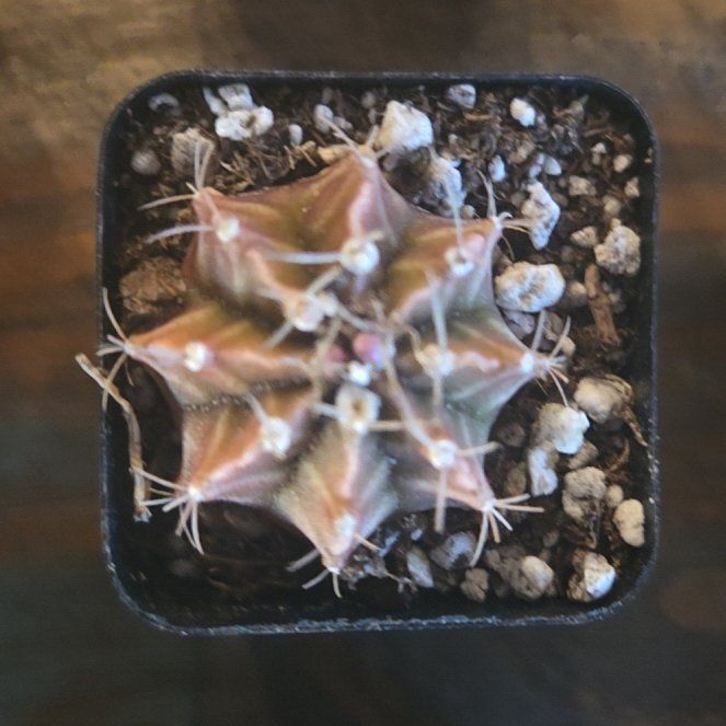 Photo of the plant species Brittle Prickly Pear by @SkillfulDamiana named Orwell on Greg, the plant care app