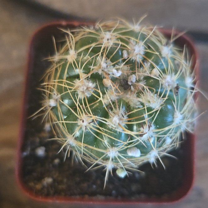 Photo of the plant species Missouri Foxtail Cactus by @SkillfulDamiana named Aristotle on Greg, the plant care app