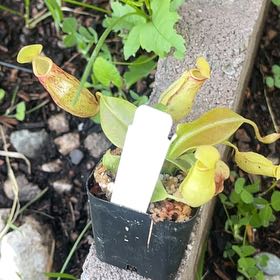 Photo of the plant species Common Swamp Pitcher-Plant by @GemAster67 named Delilah on Greg, the plant care app