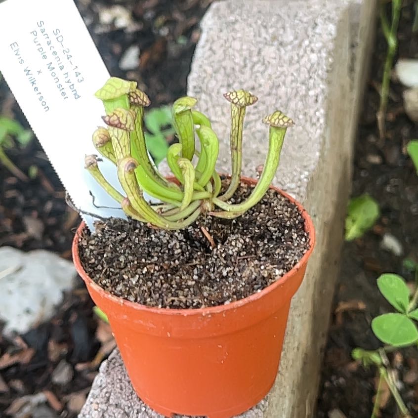 Photo of the plant species Nepenthes St Gaya by @GemAster67 named Bernadette on Greg, the plant care app