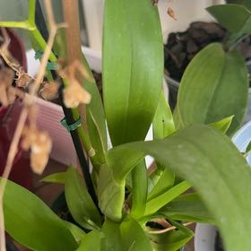 Photo of the plant species Dancing-Lady Orchid by @SuperMystax75 named Fernie Saunders on Greg, the plant care app