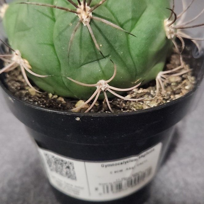 Photo of the plant species Giant Chin Cactus by @LimberEspostoa8 named Lioness on Greg, the plant care app