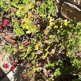Photo of the plant species Ivy Geranium by @OrganicJonquil6 named Ulysses S Plant on Greg, the plant care app