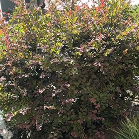 Photo of the plant species Chinese Fringe Flower by @OrganicJonquil6 named Taylor Swift on Greg, the plant care app