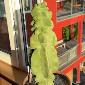 Photo of the plant species Totem Pole by @AnewBaytree96 named Osmo on Greg, the plant care app