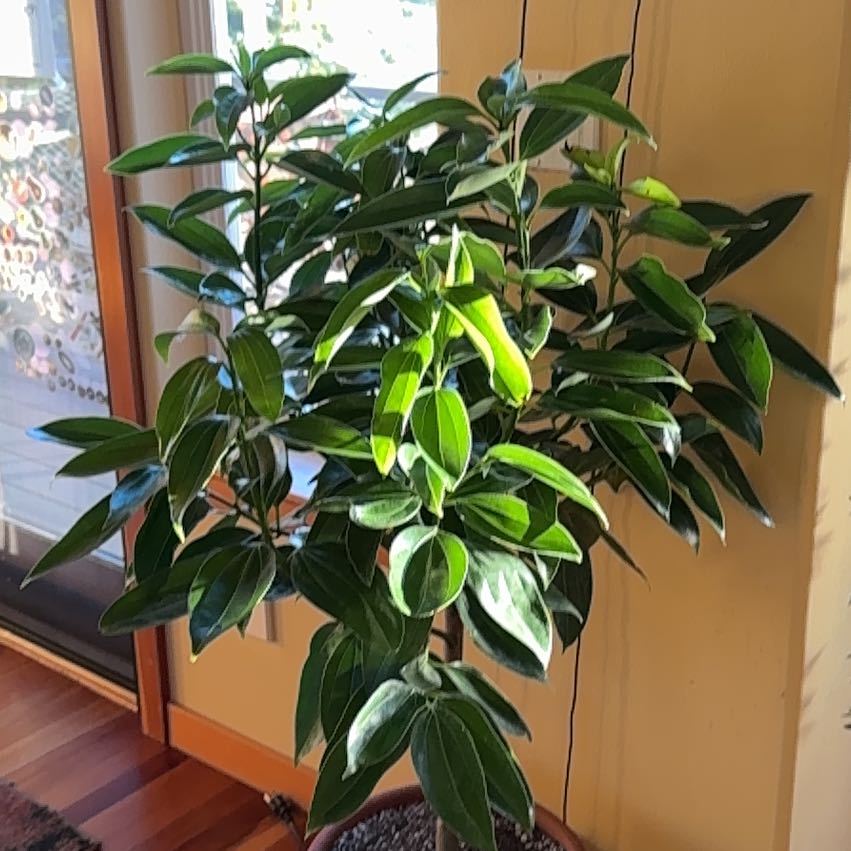 Photo of the plant species True cinnamon tree by @AnewBaytree96 named Sproutacus on Greg, the plant care app