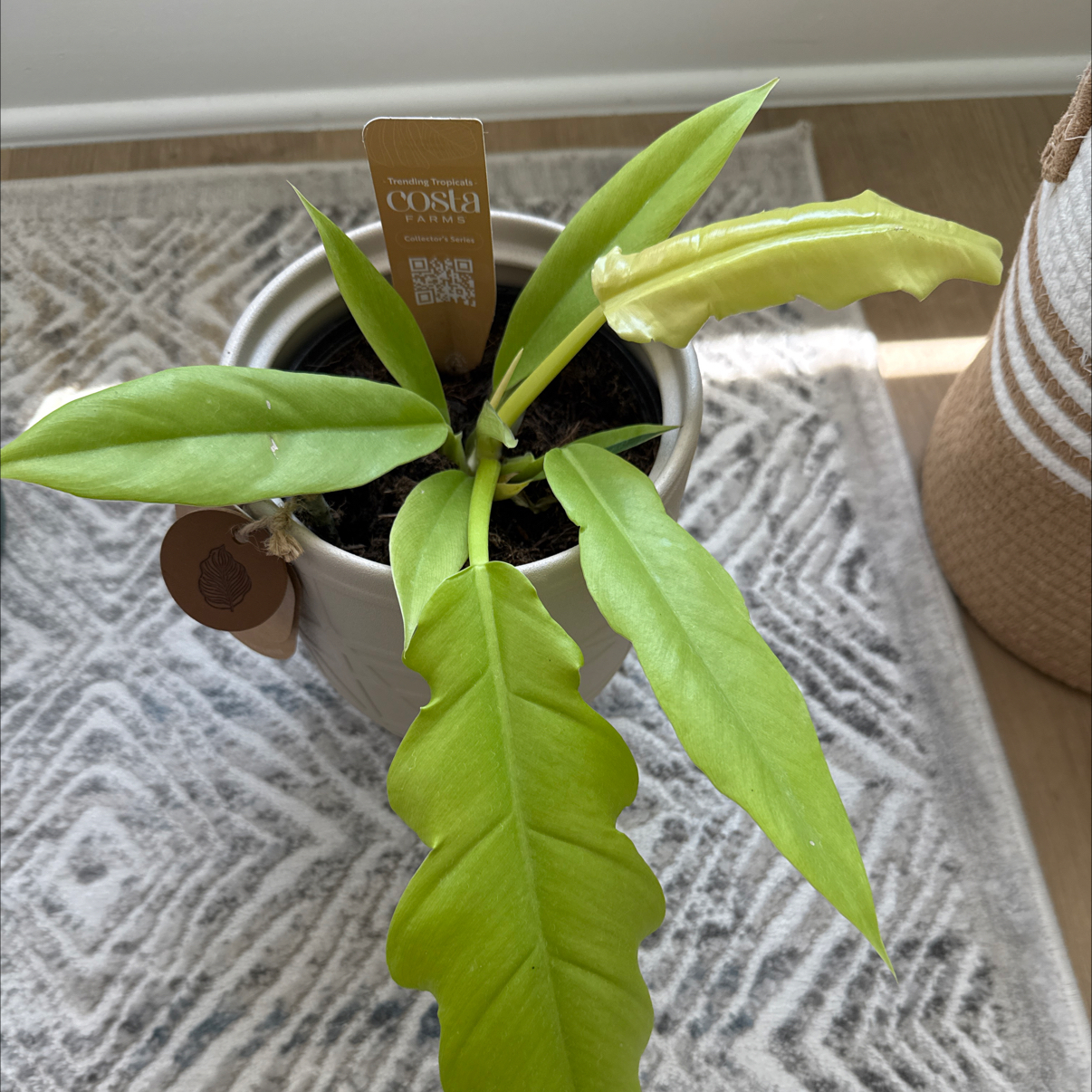 Photo of the plant species Golden croc by @AscendantAlbo74 named LiloStitch on Greg, the plant care app