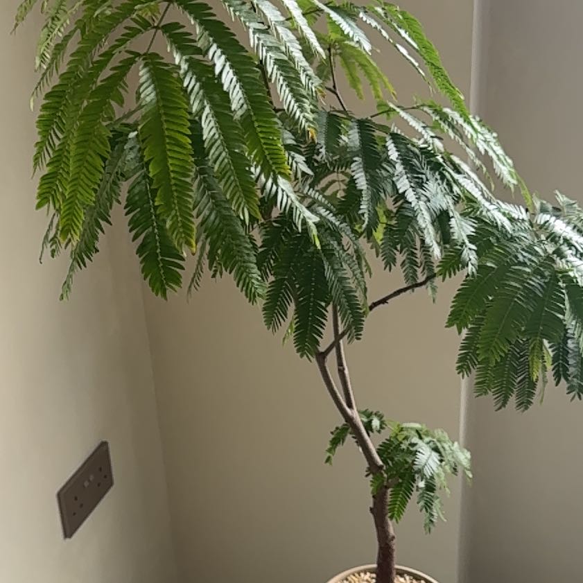 Photo of the plant species Japanese Everfresh Tree by @HotFanpalm91 named Sanders on Greg, the plant care app