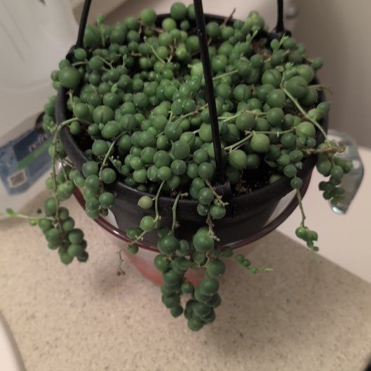 Photo of the plant species Senecio String of Pearls by @PolitePhysicnut named String of Pearls on Greg, the plant care app