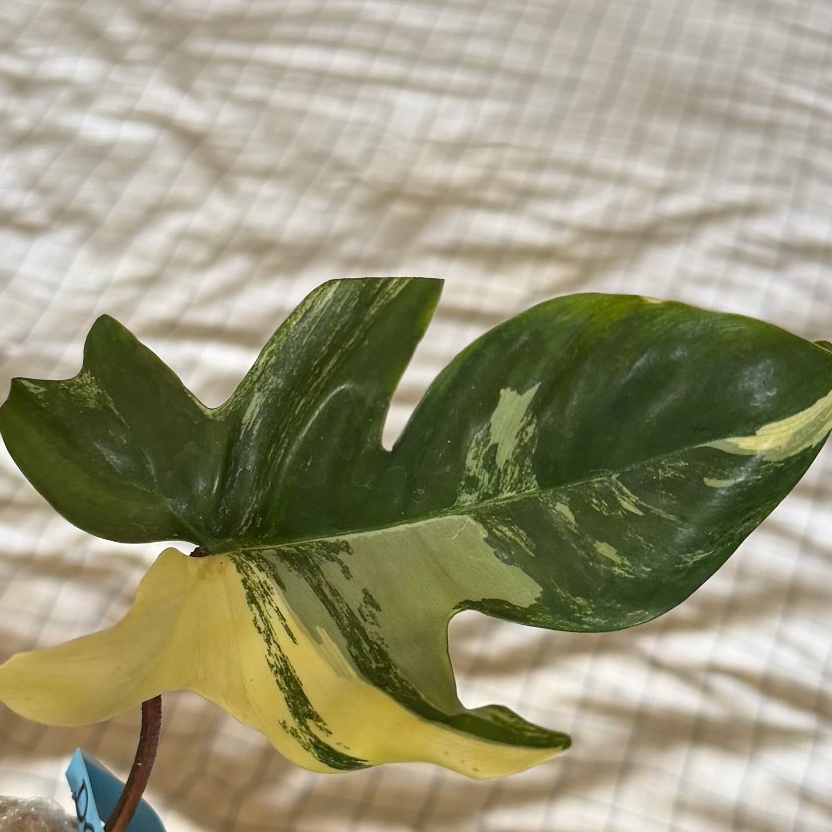 Photo of the plant species Variegated Florida Beauty Philodendron by @Drebsky named Gomez on Greg, the plant care app