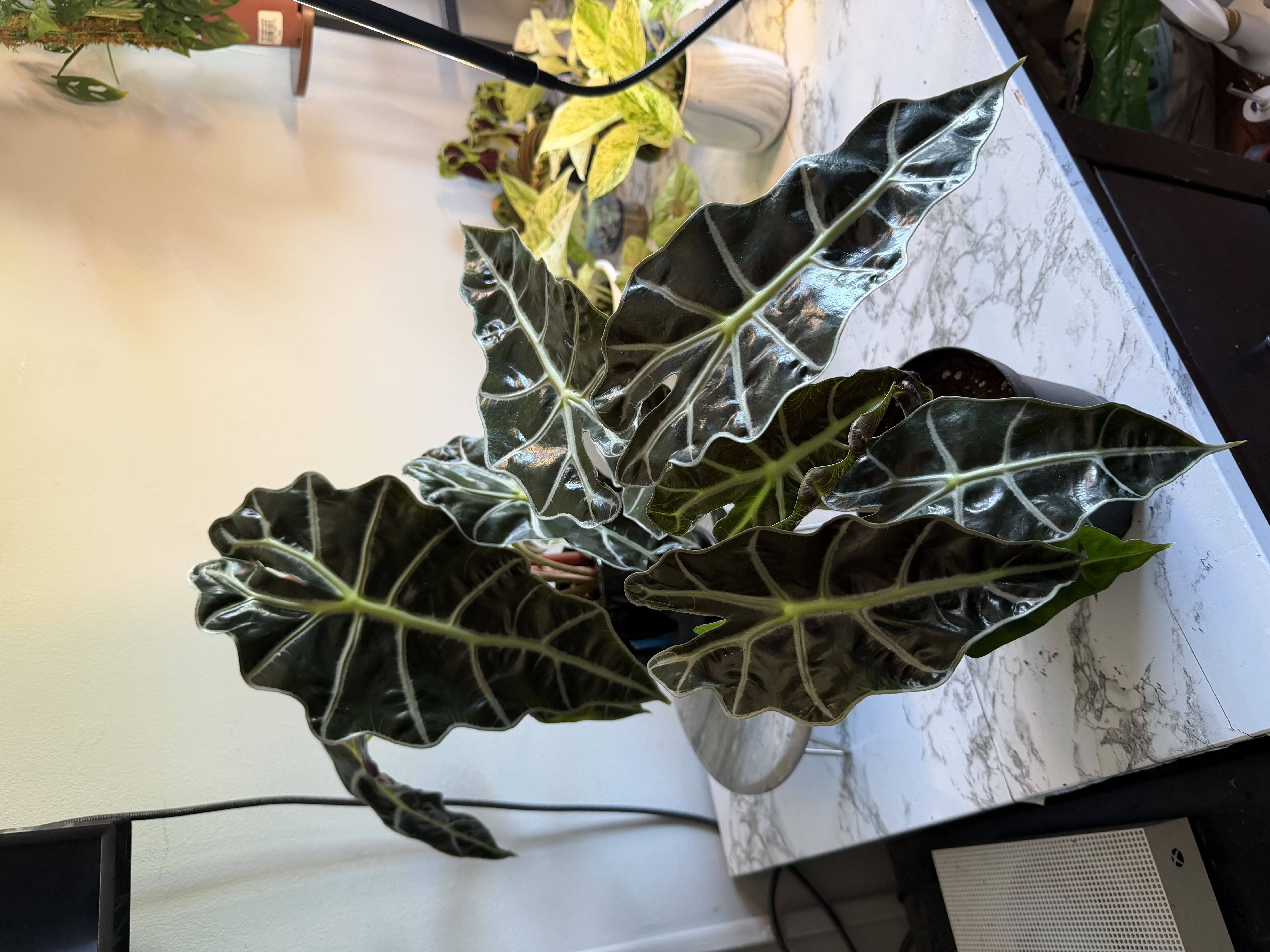 Photo from the post