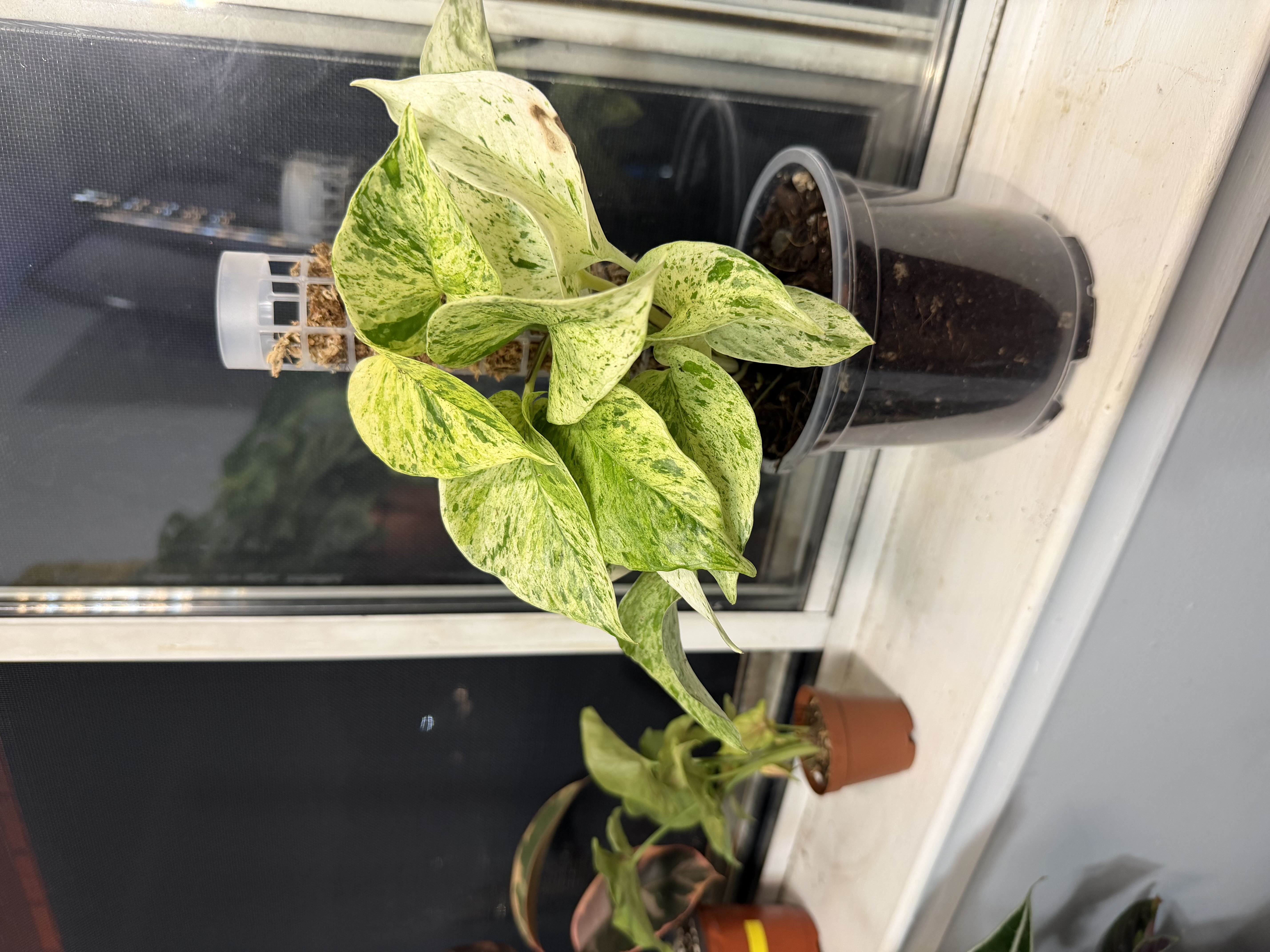 Photo from the post