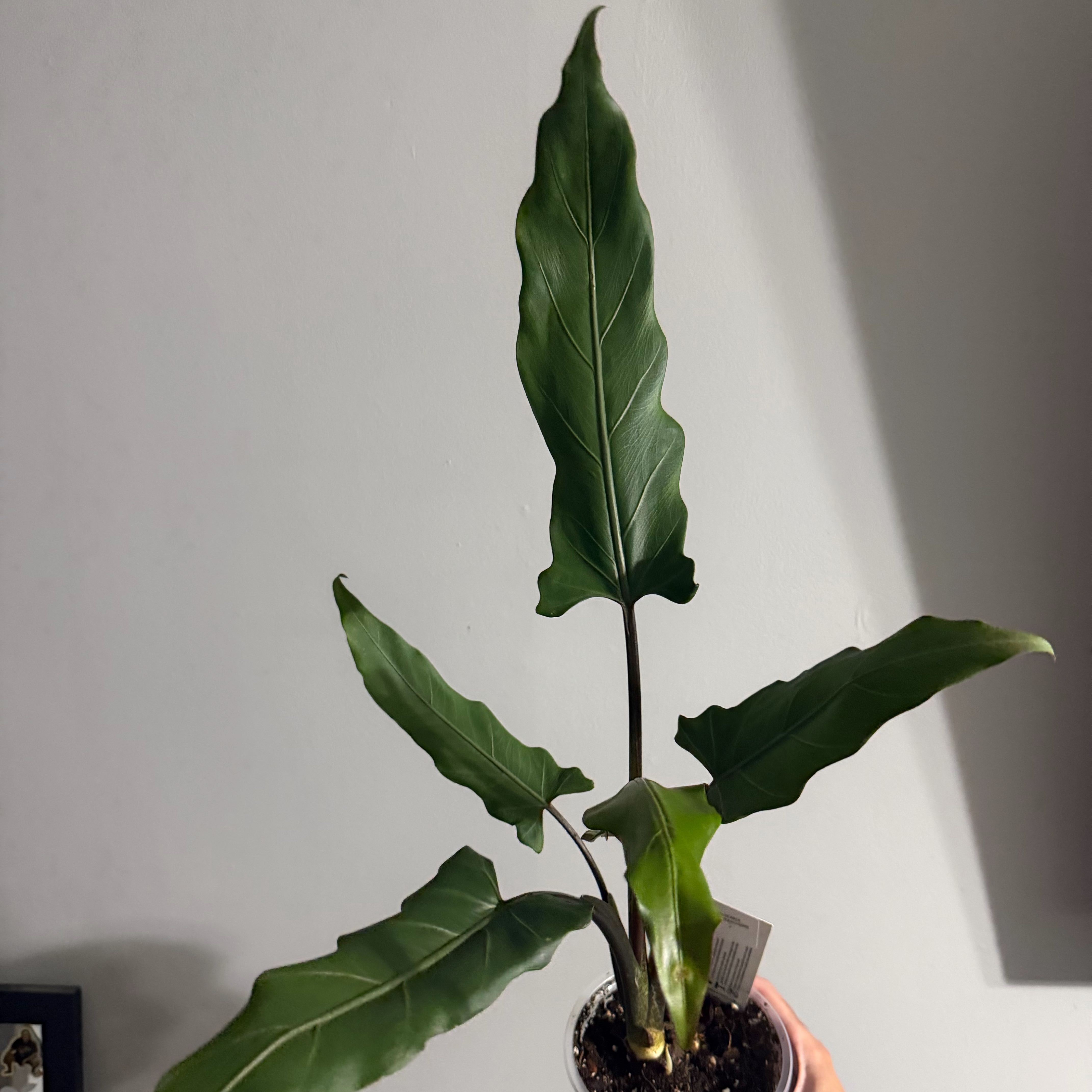 Photo of the plant species Purple Sword by @Drebsky named Elina on Greg, the plant care app