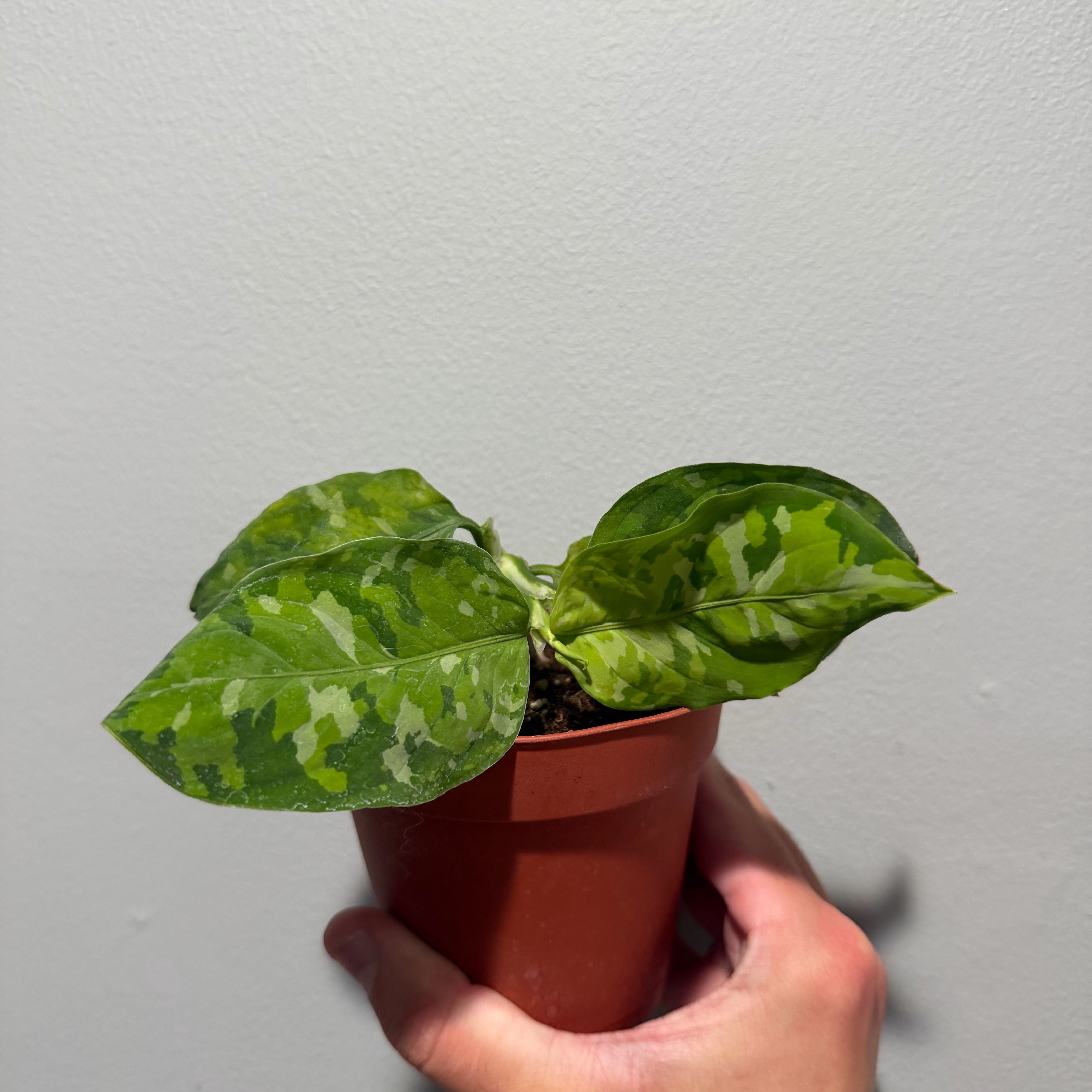 Photo of the plant species Camoflage by @Bmd named Kylie on Greg, the plant care app