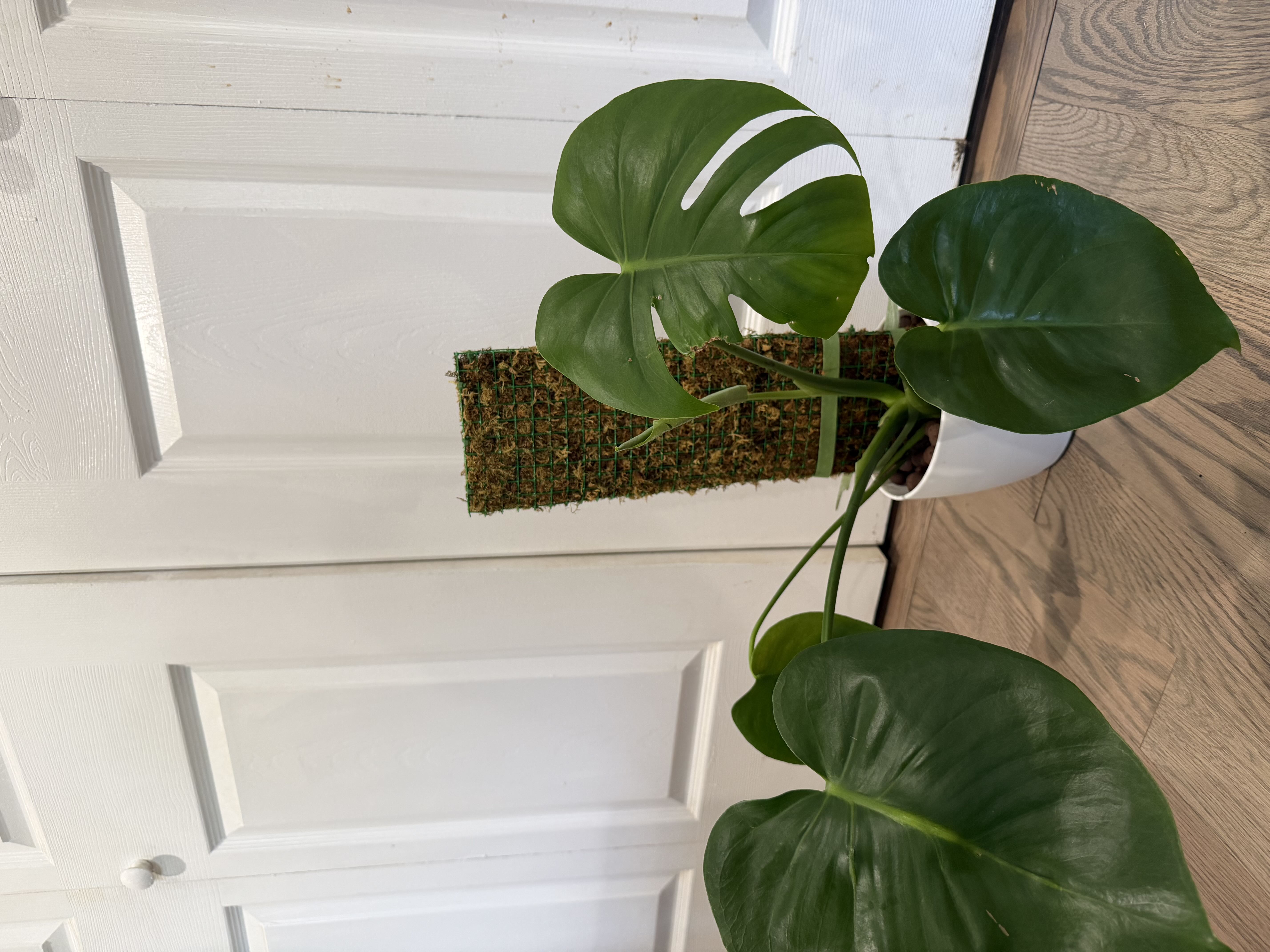 Photo from the post