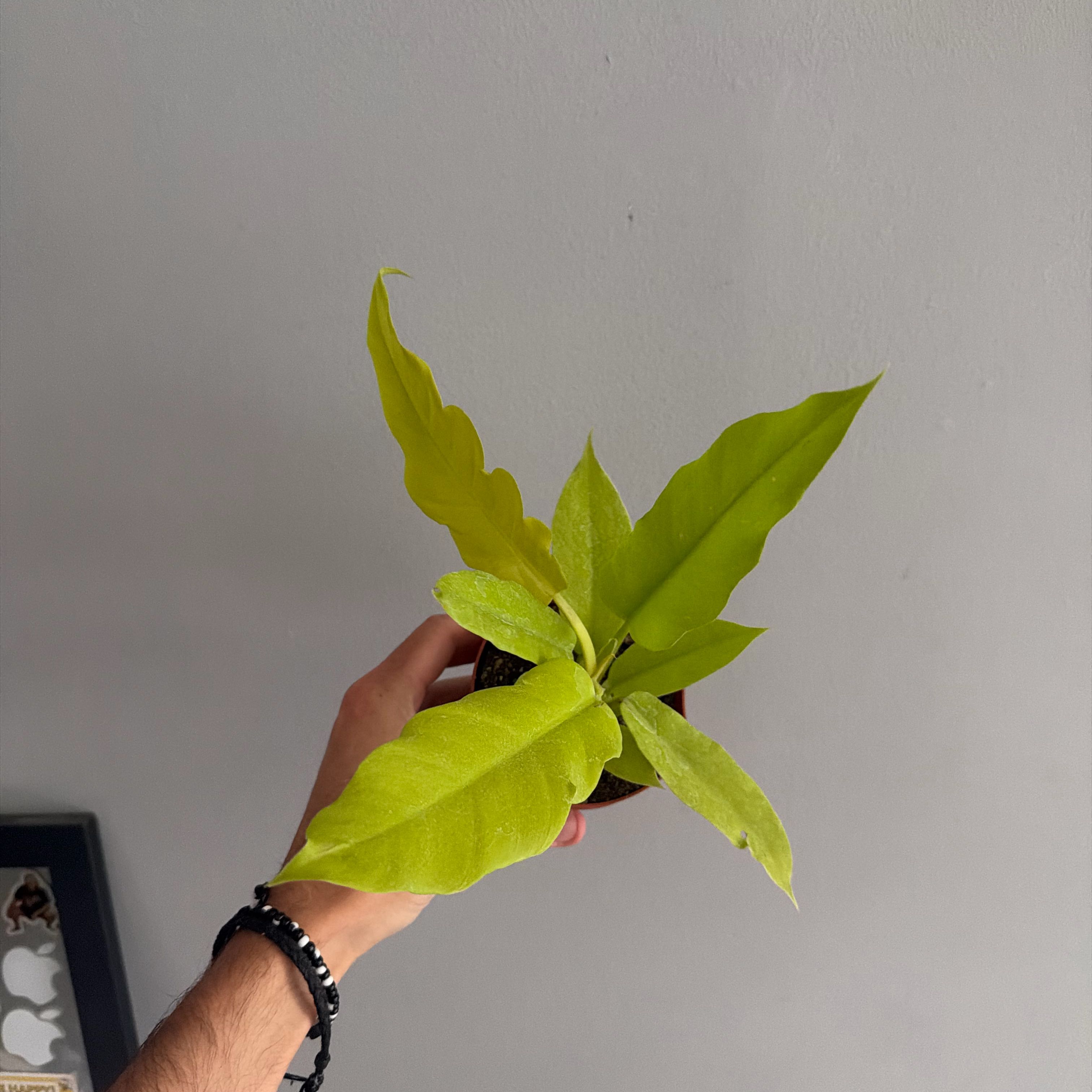 Photo of the plant species Golden Crocodile by @Bmd named Planty on Greg, the plant care app