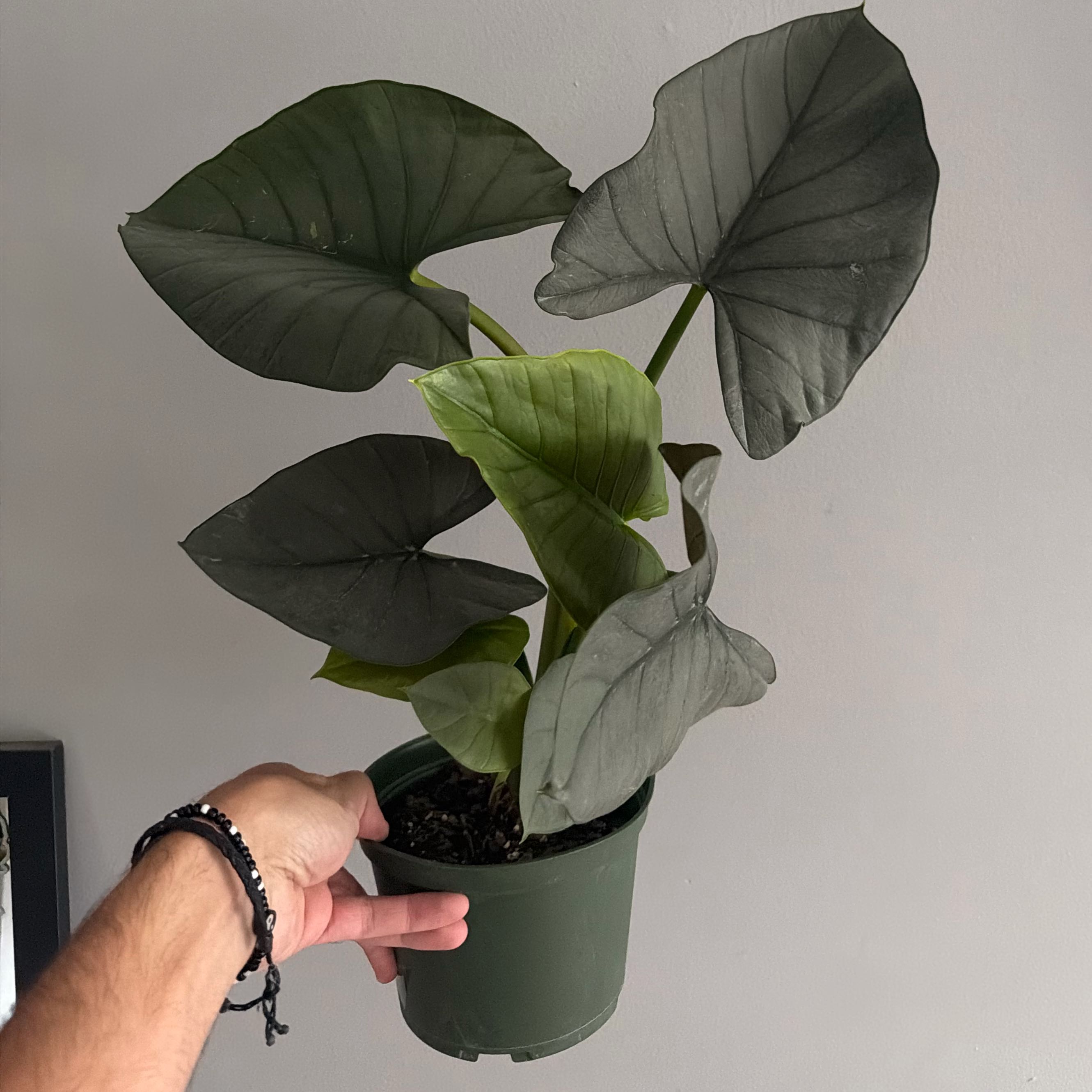 Photo of the plant species Alocasia Reginae Silver by @Bmd named Remington on Greg, the plant care app