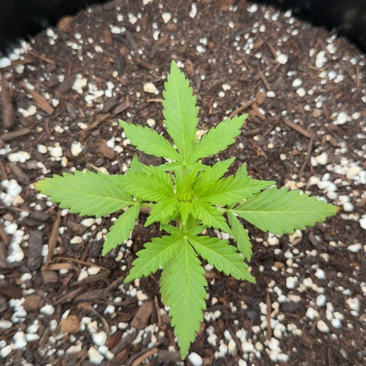 Snoop