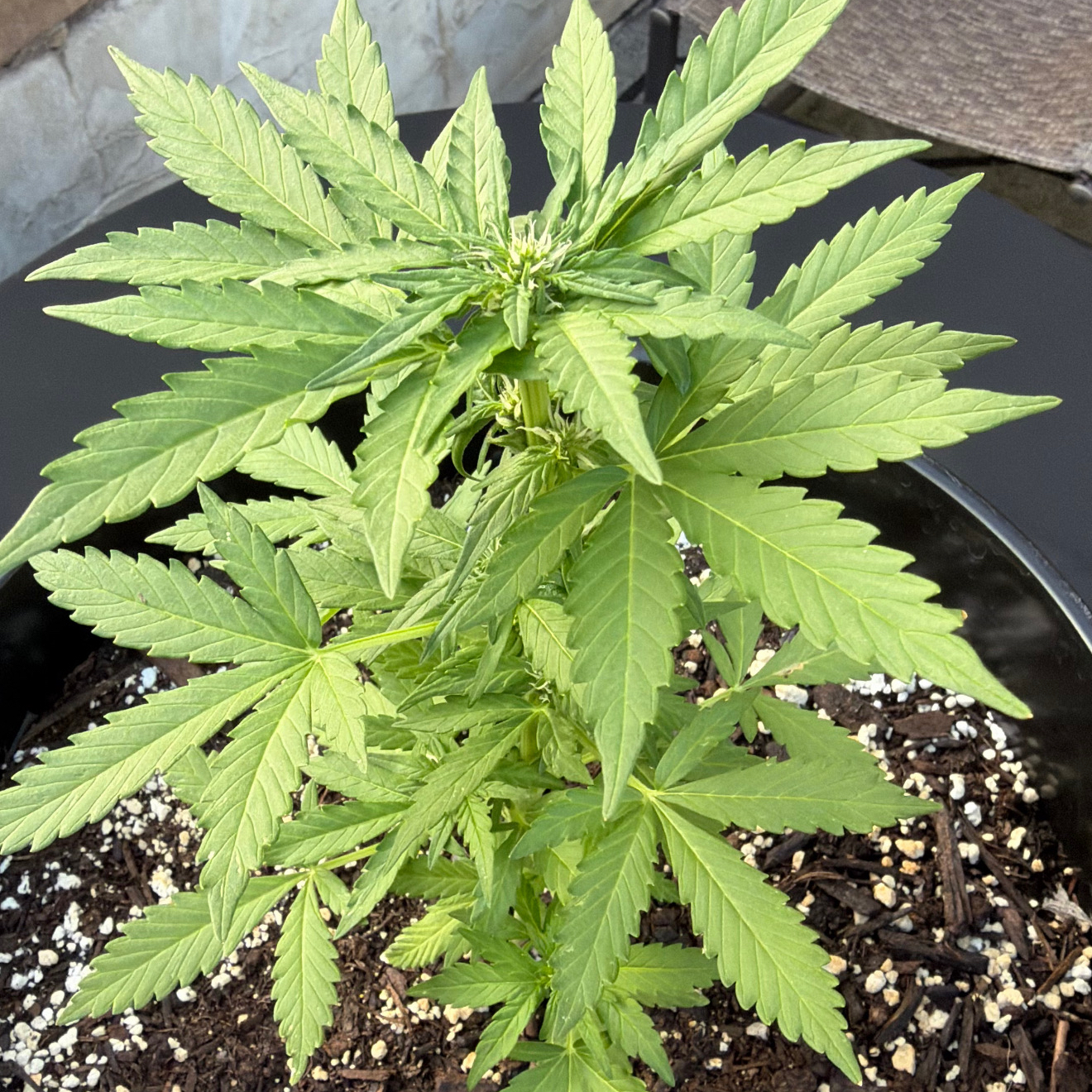 Snoop