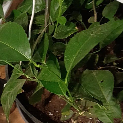 Photo of the plant species Improved Meyer Lemon by @NimbleEncina50 named Darwin on Greg, the plant care app