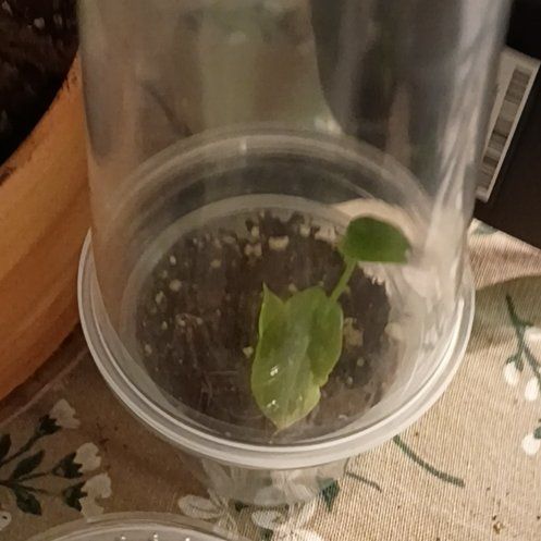 Photo of the plant species Alocasia by @NimbleEncina50 named Sahara on Greg, the plant care app