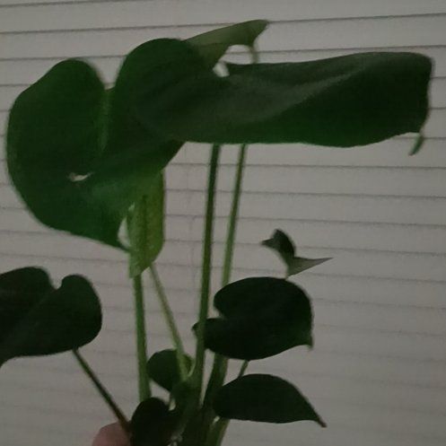 Photo of the plant species Monstera deliciosa 'Bulbosaur' by @NimbleEncina50 named Harper on Greg, the plant care app
