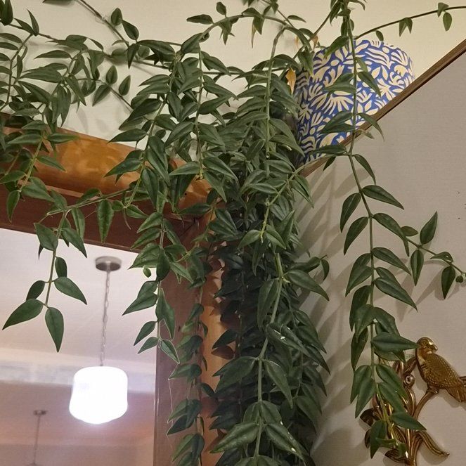 Photo of the plant species Hoya Bella by @WinParsley49 named Delilah on Greg, the plant care app
