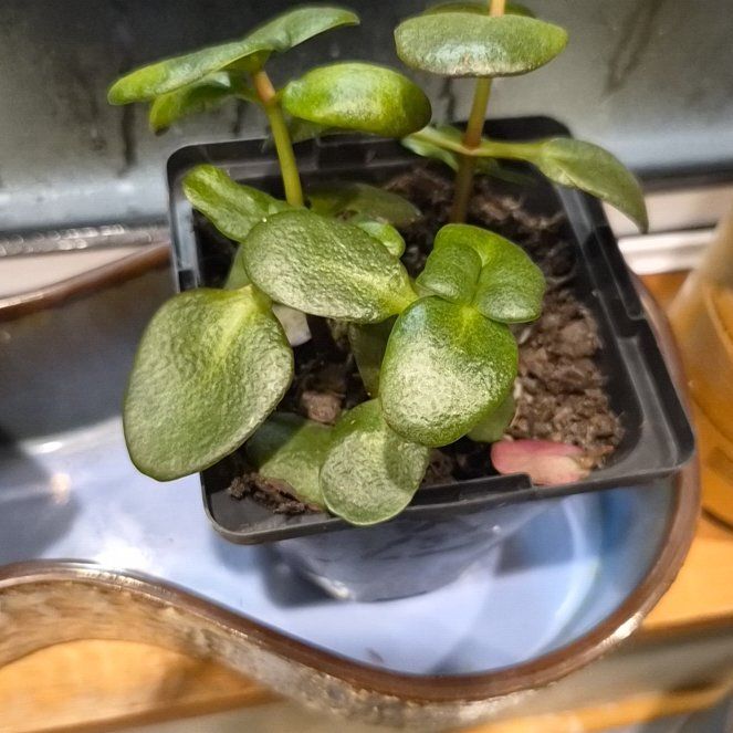 Photo of the plant species Fairy Crassula by @WinParsley49 named Tolkien on Greg, the plant care app