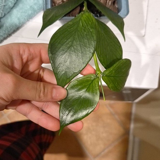 Photo of the plant species Fishtail Hoya by @WinParsley49 named Sanders on Greg, the plant care app
