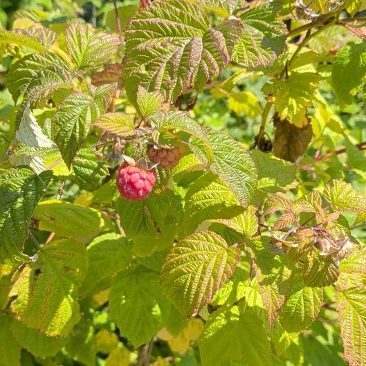 Photo of the plant species European Red Raspberry by @SavvyFirebush93 named Coco on Greg, the plant care app
