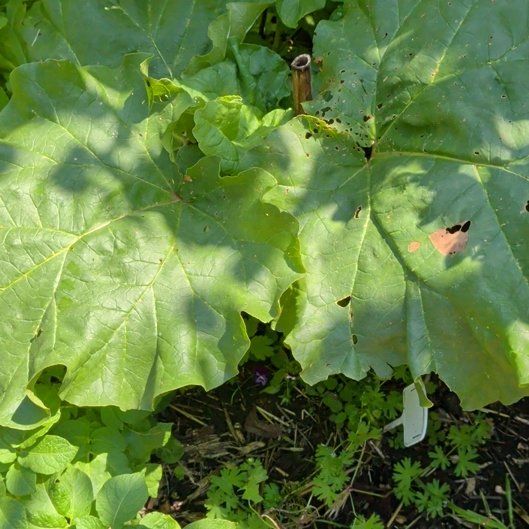 Photo of the plant species Garden Rhubarb by @SavvyFirebush93 named Fernie Mac on Greg, the plant care app